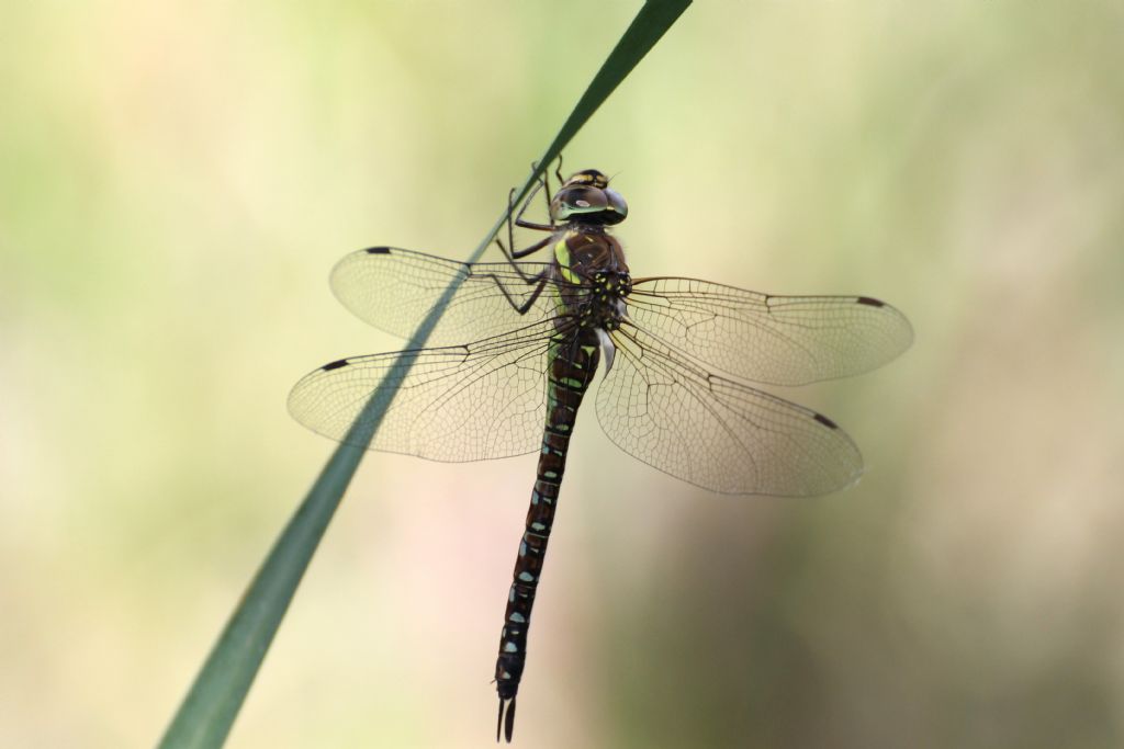 Aeshna juncea femmina? No, Aeshna mixta.